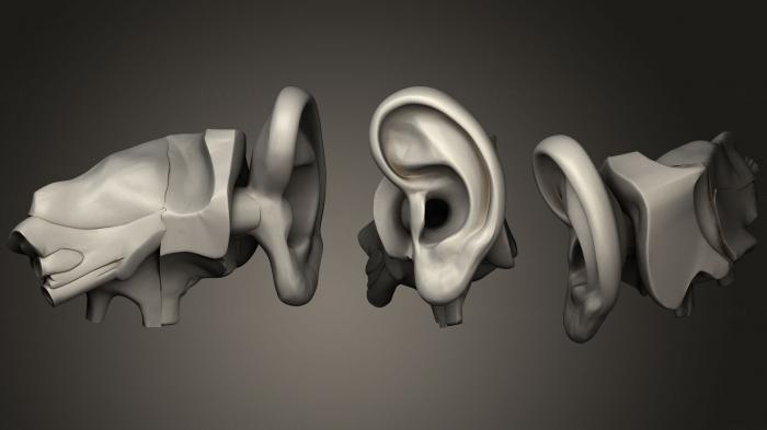 نموذج ثلاثي الأبعاد لآلة CNC تشريح الهياكل العظمية والجماجم نظام السمع